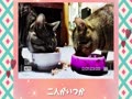 グレちぃ♪🐱🐱♪
